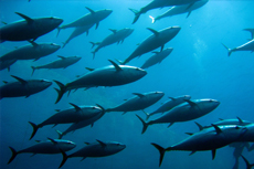 King's Wharf Reef Fishing cruise excursion